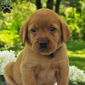 Cedar, Fox Red Labrador Retriever Puppy